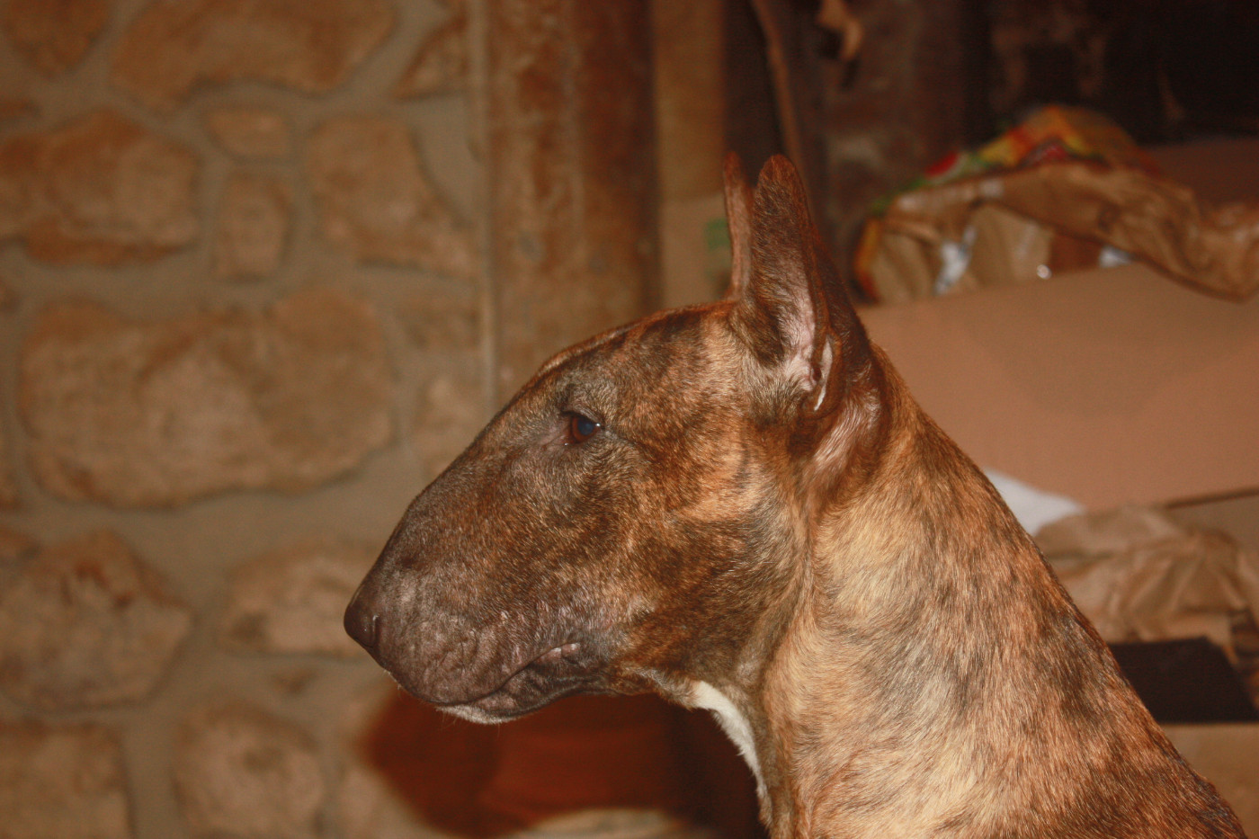 By The Wall Tiger lily