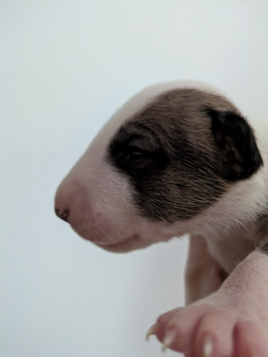 By Crazy Red Pepper - Chiots disponibles - Bull Terrier
