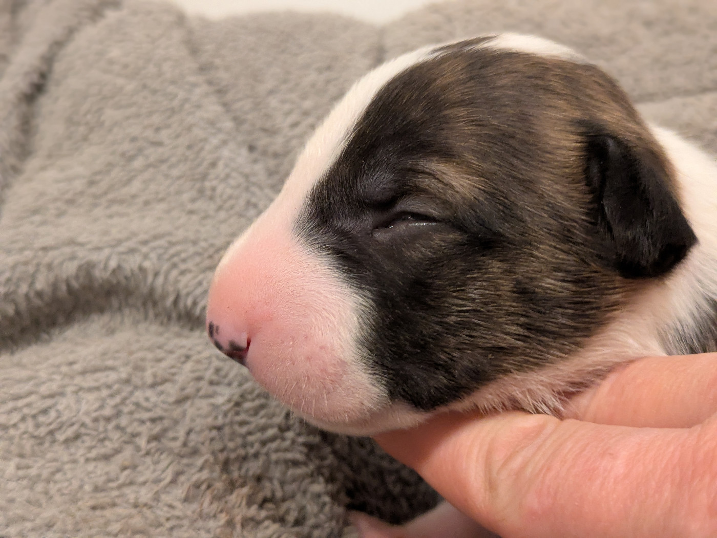 By Crazy Red Pepper - Chiots disponibles - Bull Terrier