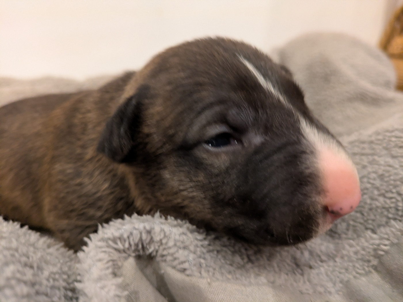 By Crazy Red Pepper - Chiots disponibles - Bull Terrier