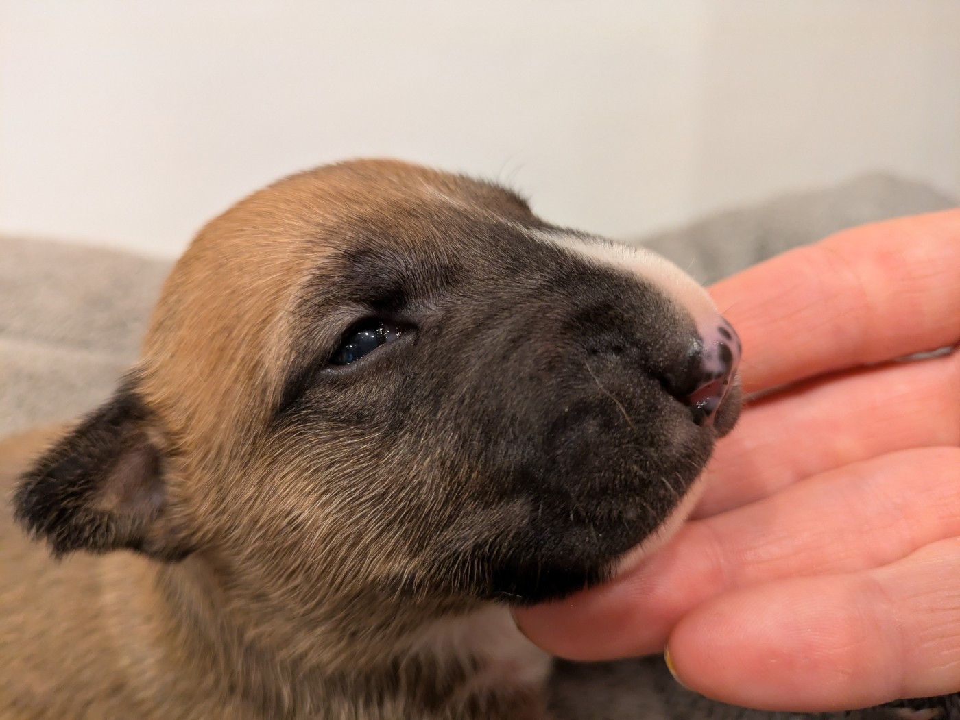 By Crazy Red Pepper - Chiots disponibles - Bull Terrier