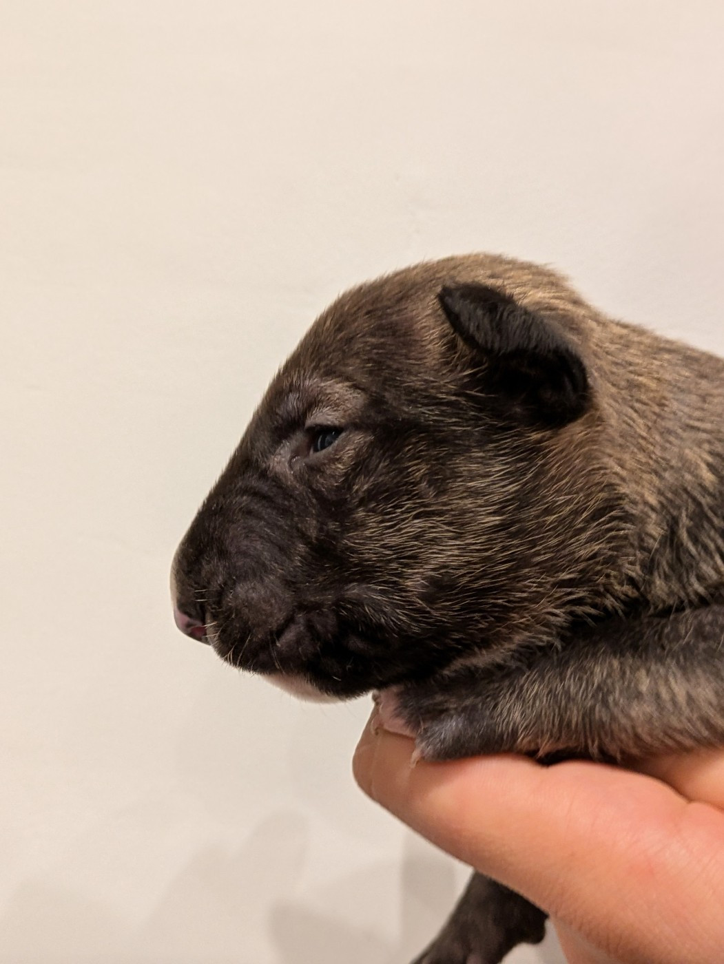 By Crazy Red Pepper - Chiots disponibles - Bull Terrier