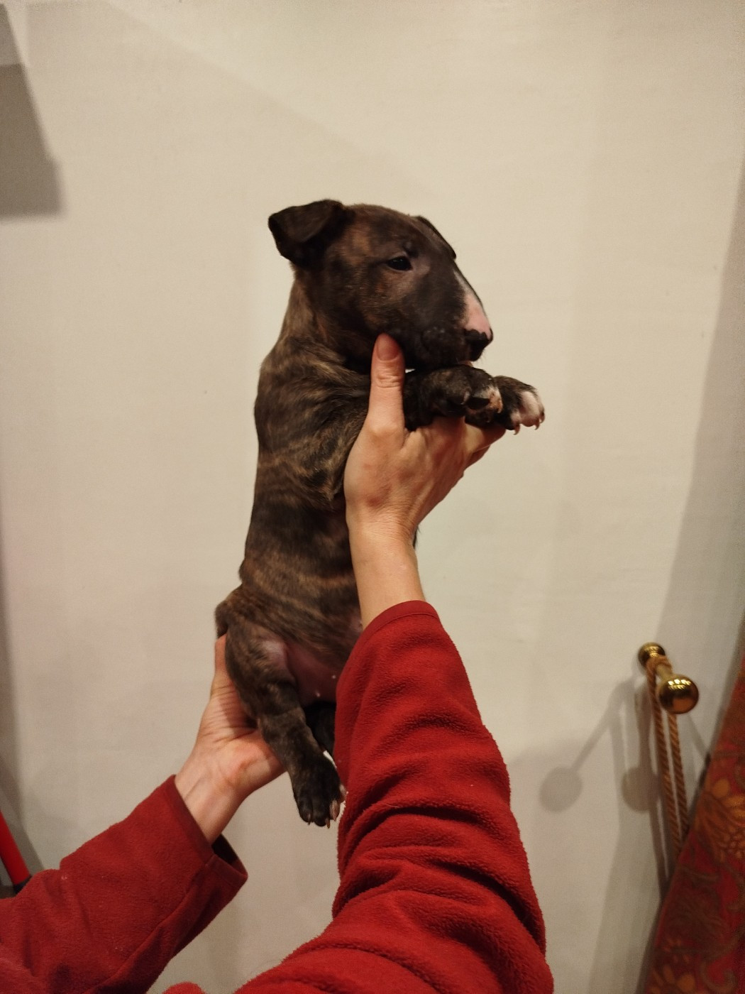 By Crazy Red Pepper - Bull Terrier - Portée née le 11/11/2025